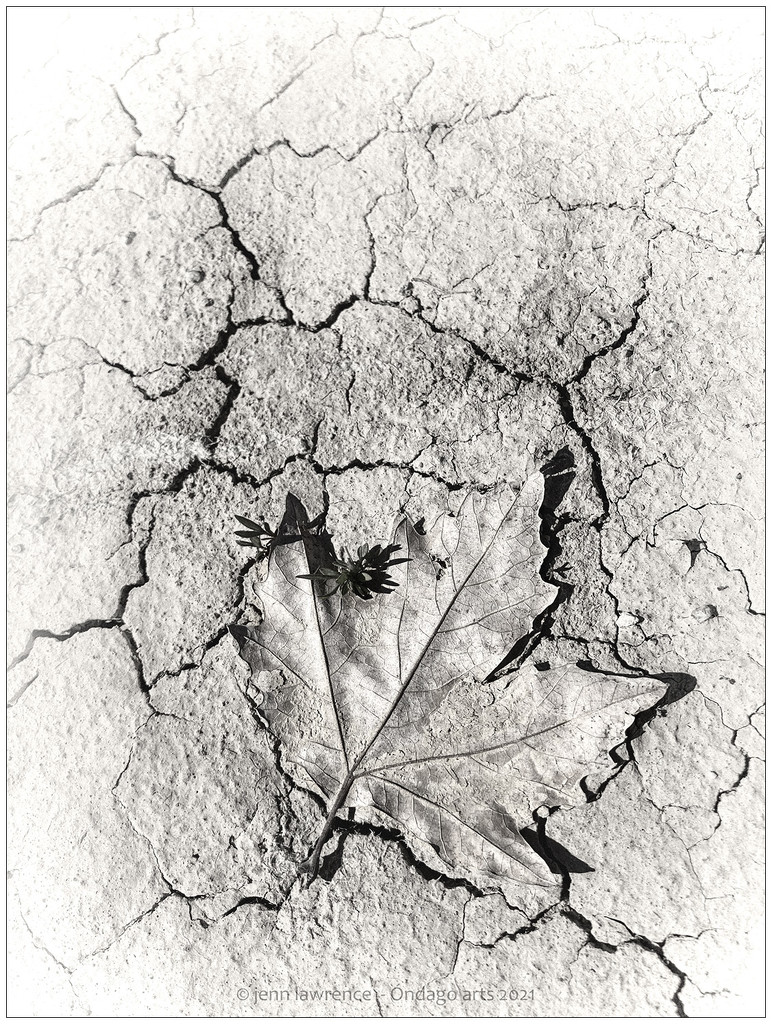 A Leaf in Mud by aikiuser