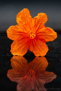 30th Mar 2021 - Orange flower... 