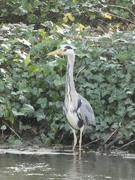 30th Mar 2021 - Heron on the canal