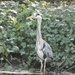 Heron on the canal by orchid99