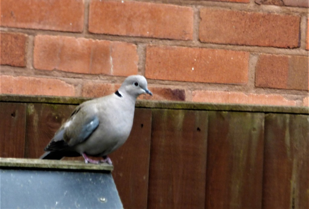 The little collared dove !  by beryl