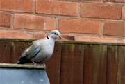 30th Mar 2021 - The little collared dove ! 