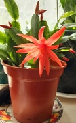 30th Mar 2021 - First flower on our orange flowering cactus.