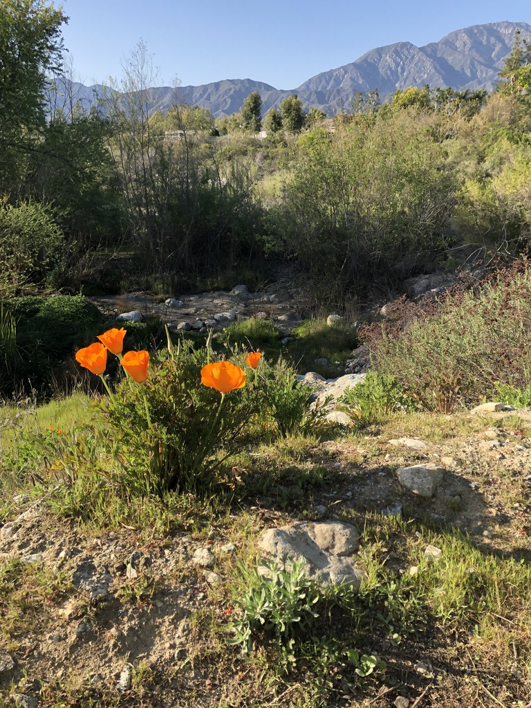 California Poppy by loweygrace