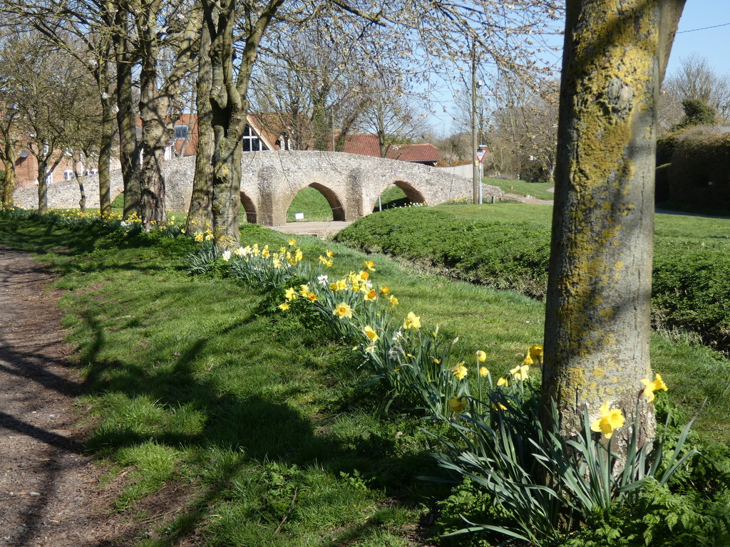 Daffodils leading to Medieval Bridge by foxes37