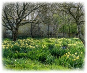 30th Mar 2021 - A host Of Golden Daffodils