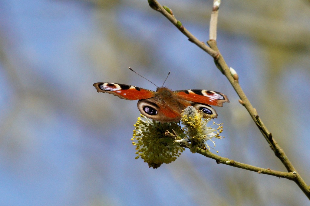PEACOCK ON PUSSY WILLOW by markp