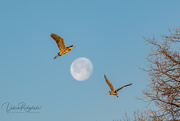 30th Mar 2021 - Hey diddle diddle...the blue heron flew over the moon