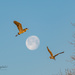 Hey diddle diddle...the blue heron flew over the moon by dridsdale