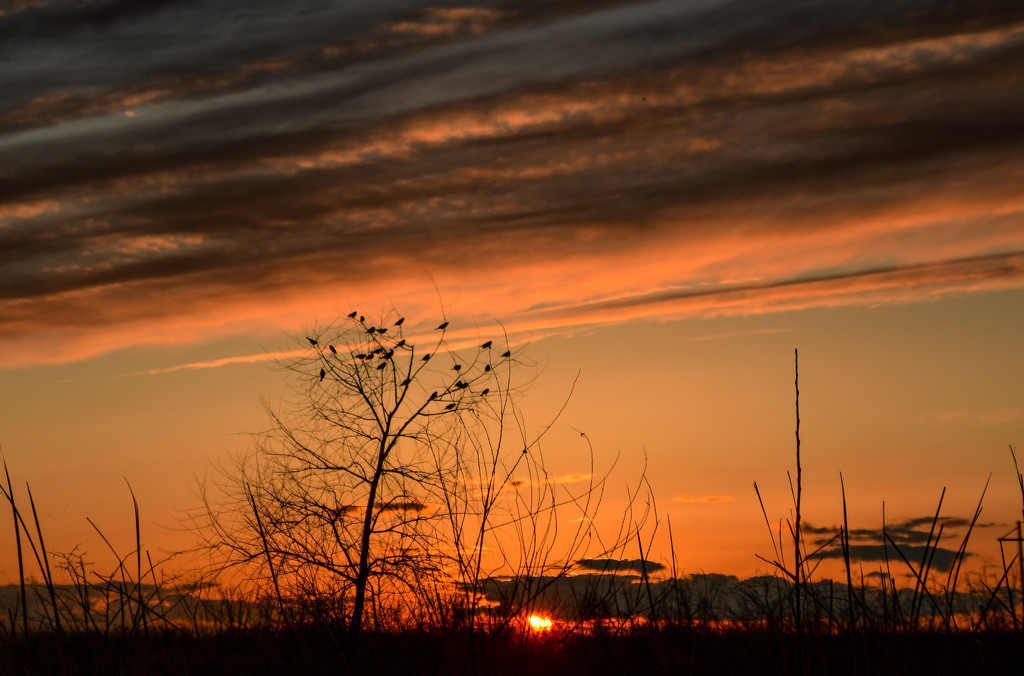 Baker Wetlands Sunset 3-27-21 by kareenking