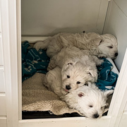 30th Mar 2021 - Puppies - Three little boys
