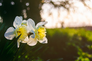 30th Mar 2021 - Roadside Daffodils
