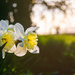 Roadside Daffodils by manek43509