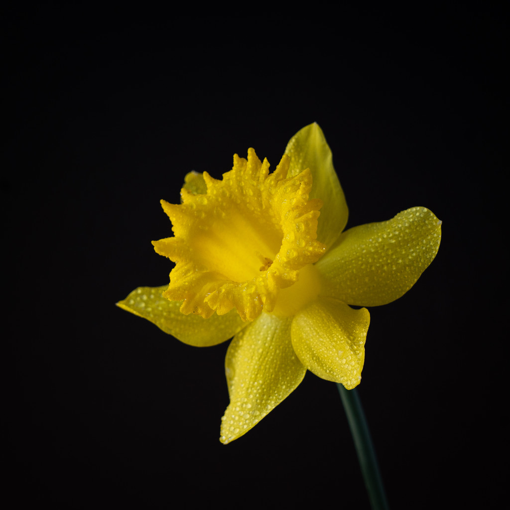 just the daffy by jernst1779