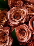 29th Mar 2021 - dark roses