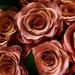 dark roses by edorreandresen