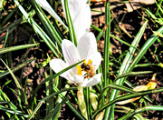 30th Mar 2021 - Busy bees!