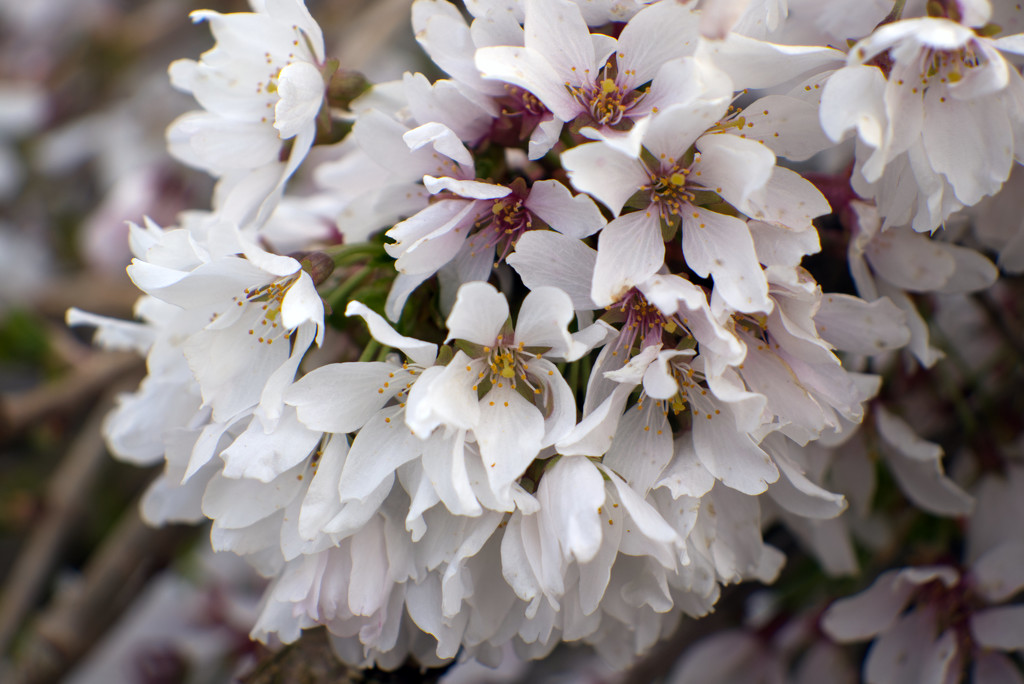 More blossom :) by 365projectorglisa