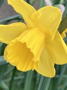 29th Mar 2021 - First Daffodils