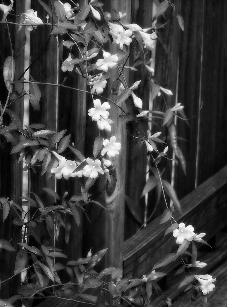 Wild Carolina jasmine on the deck... by marlboromaam