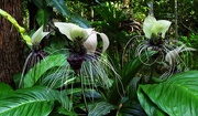 31st Mar 2021 - The Bat plants flower again..