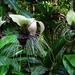 The Bat plants flower again.. by robz