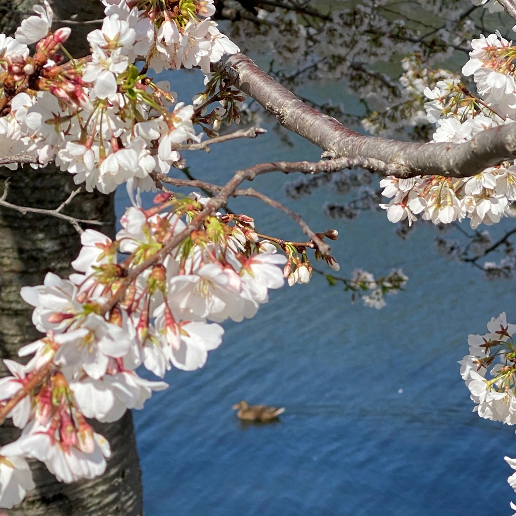 Cherry blossoms by tunia