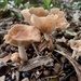 Fungi  by sugarmuser