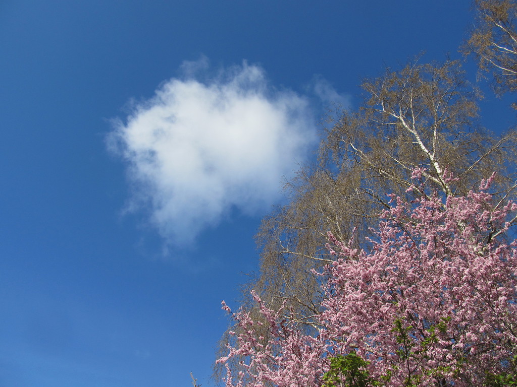 Fluffy cloud by speedwell
