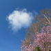 Fluffy cloud by speedwell