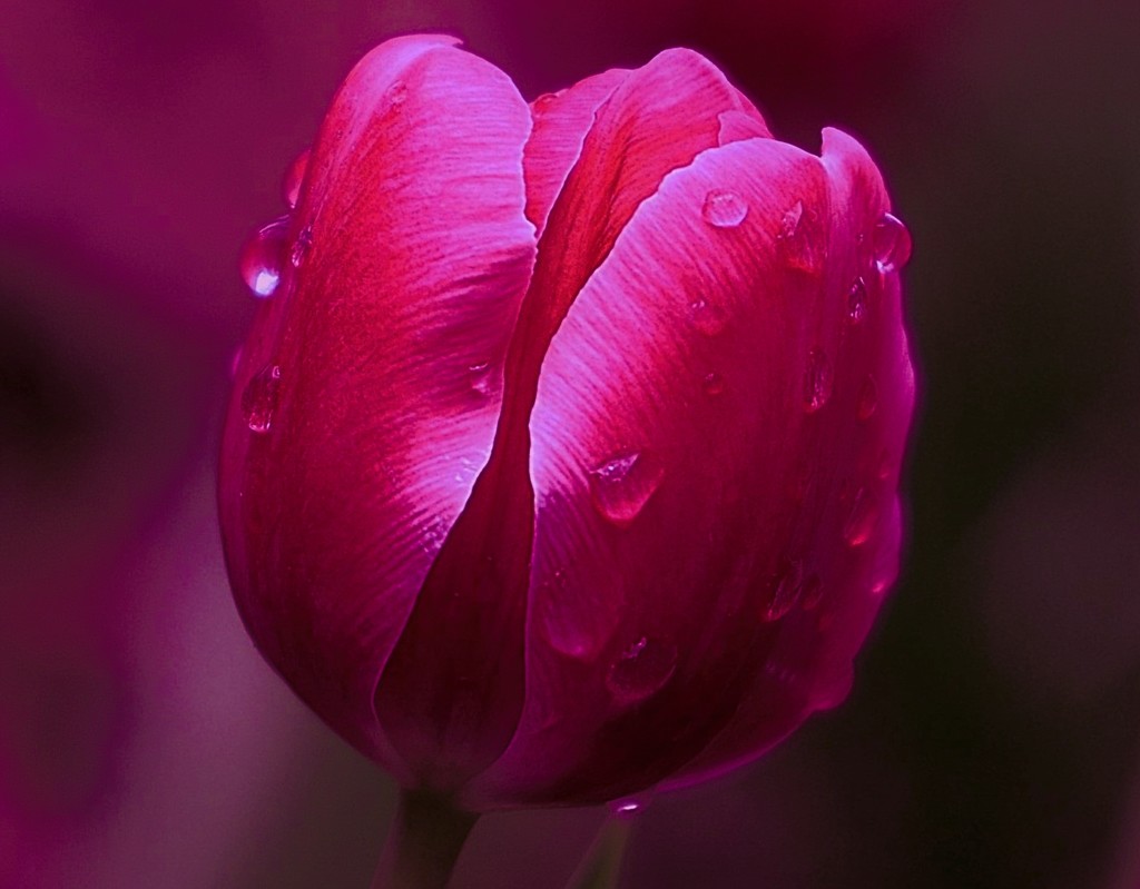 Hot Pink Tulip-- by lynnz