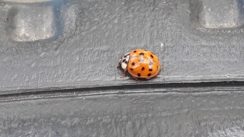 Ladybird on the compost bin by speedwell