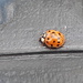 Ladybird on the compost bin by speedwell