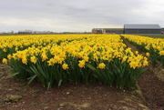 30th Mar 2021 - The only one bulb field I found 