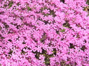 30th Mar 2021 - Phlox Flowers in Flower Bed