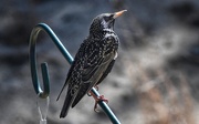 30th Mar 2021 - Starlings Are Back