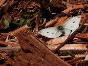 30th Mar 2021 - cabbage white butterfly 