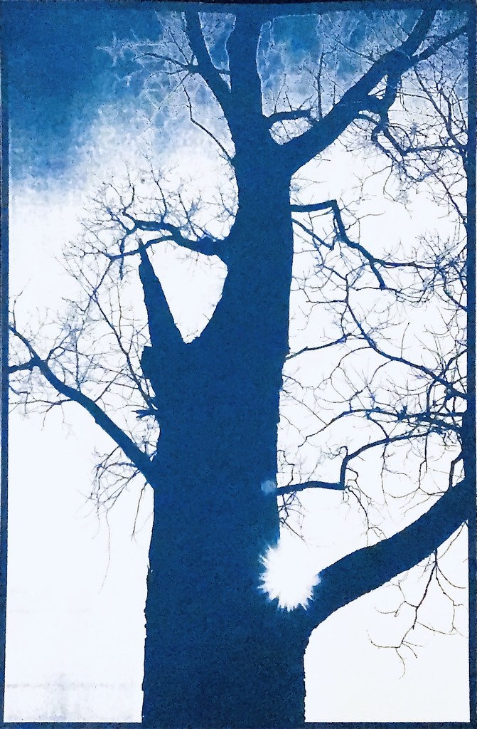 Big Tree Cyanotype  by juliedduncan