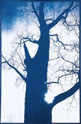 31st Mar 2021 - Big Tree Cyanotype 