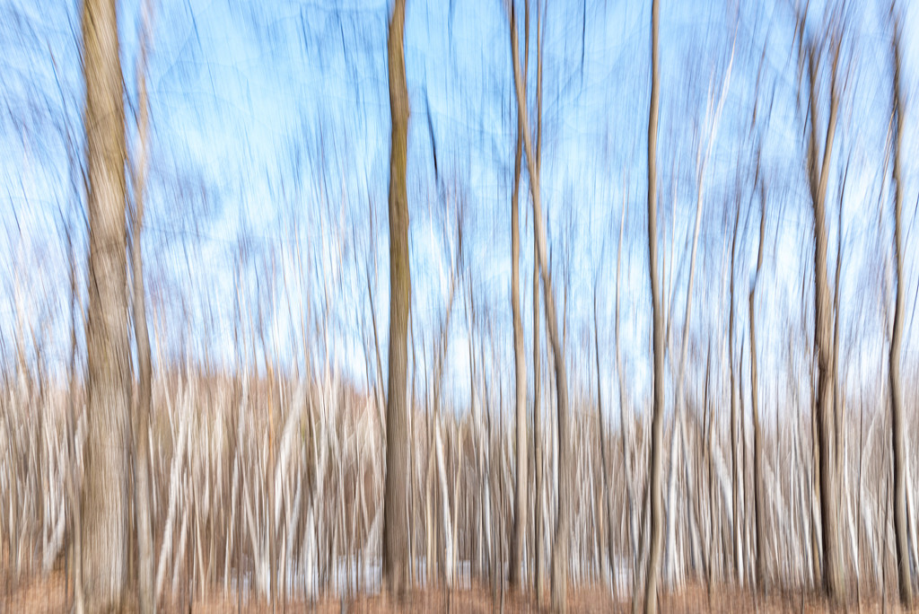Birches in motion 90/365 by dora