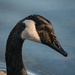 Canada Goose Portrait by mgmurray