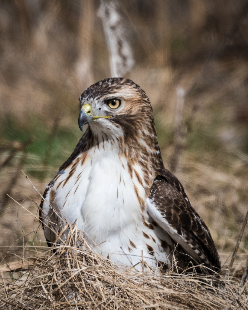 Red-Tailed Hawk by mgmurray