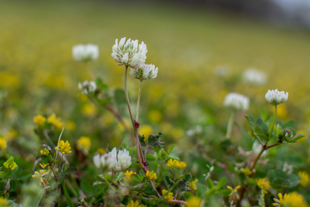 White clover... by thewatersphotos