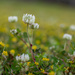 White clover... by thewatersphotos