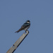 Tree Swallow by timerskine