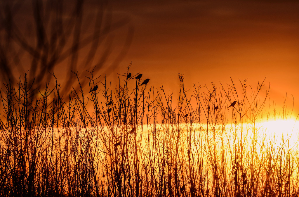 Baker Wetlands Sunset, 3-30-21 by kareenking