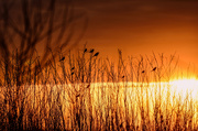 30th Mar 2021 - Baker Wetlands Sunset, 3-30-21