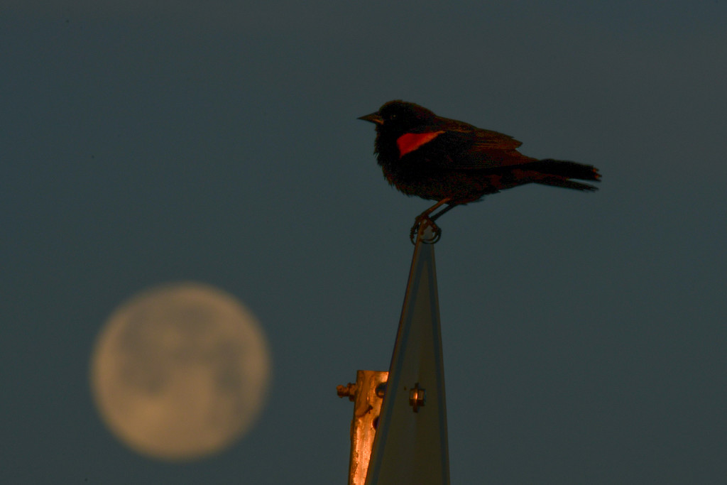 Red-Winged Blackbird over Full Moon by kareenking