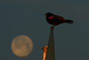 29th Mar 2021 - Red-Winged Blackbird over Full Moon