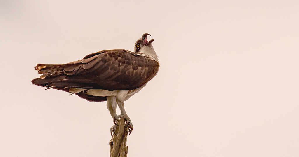 This Osprey Was Sounding Off! by rickster549